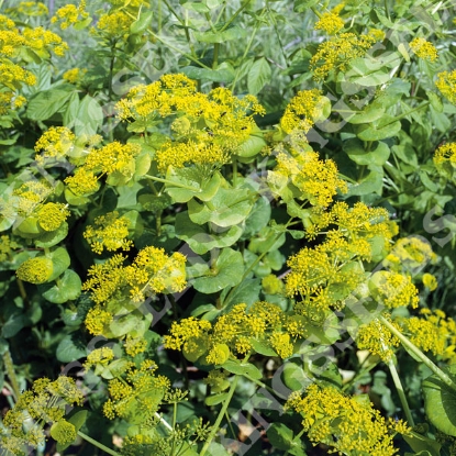 Picture of Herb Alexanders (Smyrnium olusatrum)